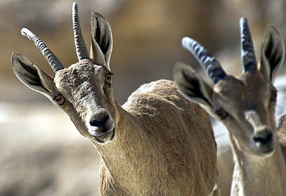 צילום: יובל חיימוב