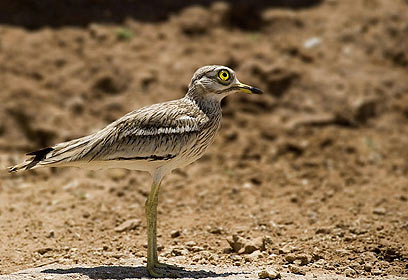 צילום: יובל חיימוב