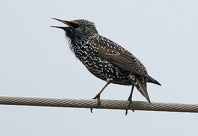 צילום: בתיה ברקמן