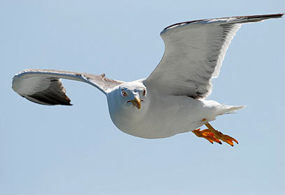 צילום: בתיה ברקמן