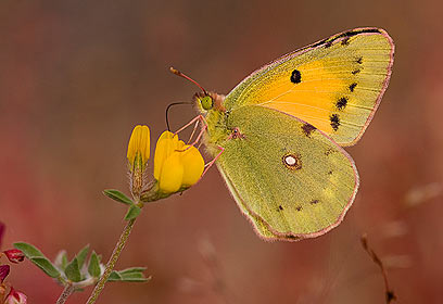 צילום: טל ספוז'ניקוב