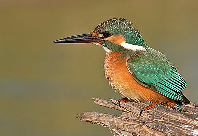 צילום: טל ספוז'ניקוב
