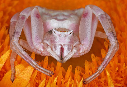 צילום: טל ספוז'ניקוב