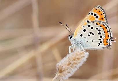 צילום: אסי שעל