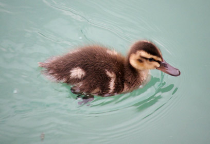 צילום: בן בורקטובסקי