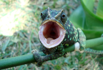 צילום: גלעד שחק