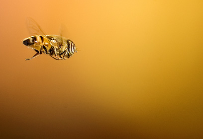 צילום: איתמר חסן