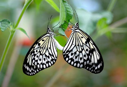 צילום: עמיחי דקל