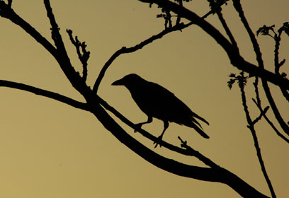 צילום: איריס הרפז