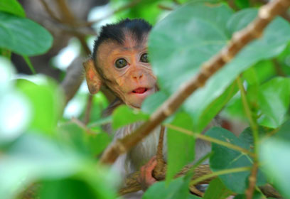 צילום: איתן שור