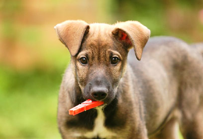 צילום: שי שרון