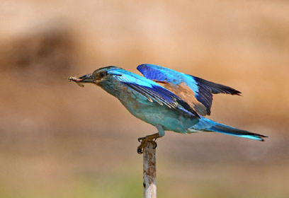 צילום: אבגר אידן