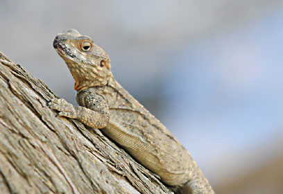 צילום: עדי פרץ