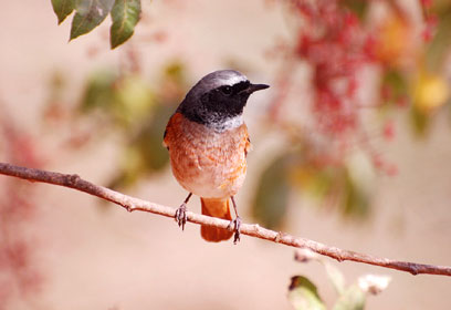 צילום: צח גולדברגר