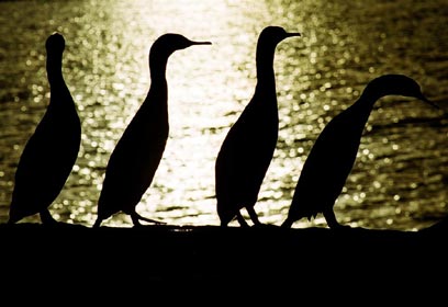 צילום: זיו דמטר