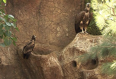 צילום: רועי גזית