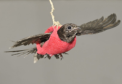 צילום: טיבור יגר, ספארי ר"ג