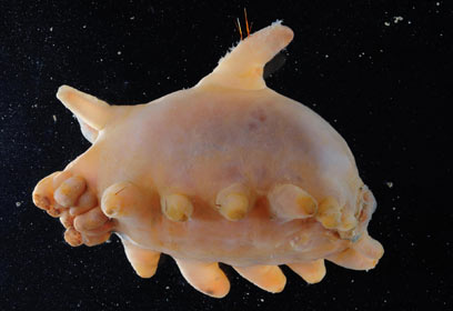 צילום: British Antarctic Survey 