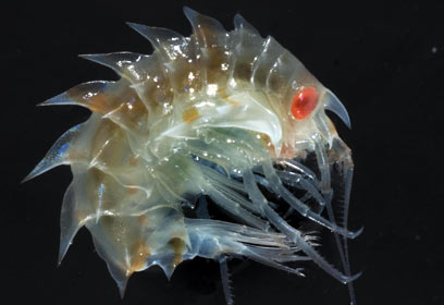 צילום: British Antarctic Survey צילום: British Antarctic Survey