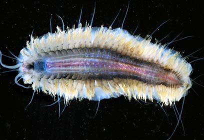 צילום: British Antarctic Survey צילום: British Antarctic Survey