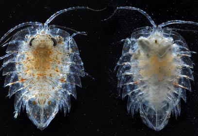 צילום: British Antarctic Survey צילום: British Antarctic Survey