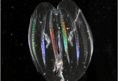 צילום: British Antarctic Survey צילום: British Antarctic Survey