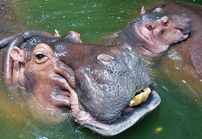 צילום: דני לרדו צילום: דני לרדו