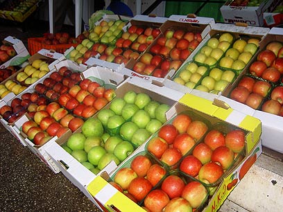 התפוחים של מג'דל שמס  (צילום: תקשורות יעל שביט) (צילום: תקשורות יעל שביט)