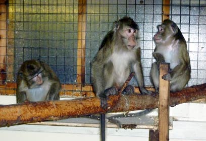 צילום: Animal Defenders International