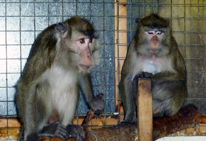 צילום: Animal Defenders International