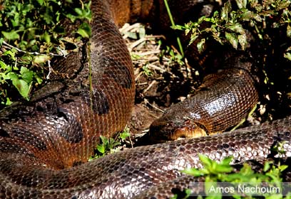 צילום: Amos Nachoum צילום: Amos Nachoum