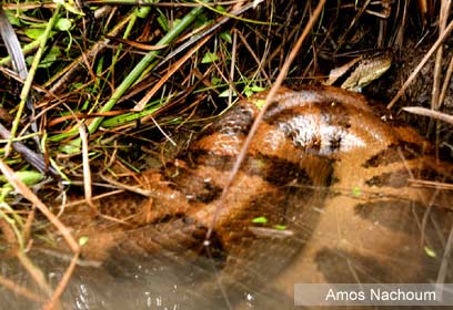 צילום: Amos Nachoum