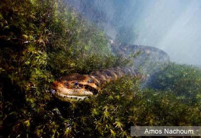 צילום: Amos Nachoum צילום: Amos Nachoum