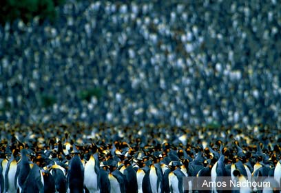 צילום: Amos Nachoum צילום: Amos Nachoum