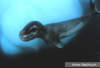 צילום: Amos Nachoum צילום: Amos Nachoum