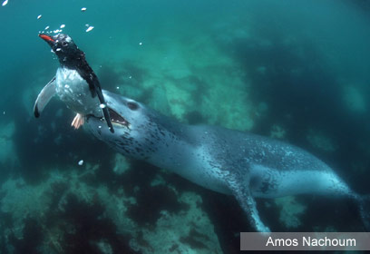 צילום: Amos Nachoum צילום: Amos Nachoum