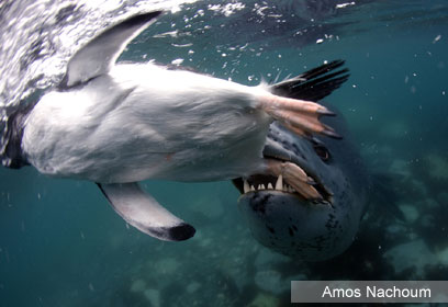 צילום: Amos Nachoum צילום: Amos Nachoum