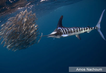 צילום: Amos Nachoum צילום: Amos Nachoum