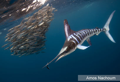 צילום: Amos Nachoum צילום: Amos Nachoum