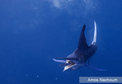 צילום: Amos Nachoum