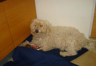 באדיבות משפחת זיו