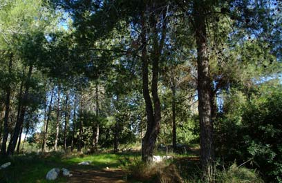 יער בן שמן (צילום: אבי חיון, קק"ל) (צילום: אבי חיון, קק