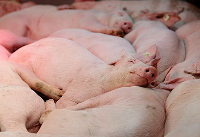 700 מיליון חזירים חיים בסין (צילום: רויטרס) (צילום: רויטרס)