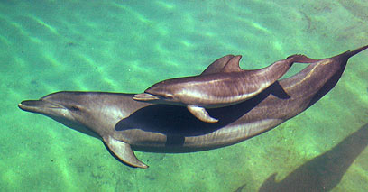 מתנה נפלאה - הדולפינים (צילום: איי פי) (צילום: איי פי)