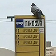 כל עיר והעצמאות שלה