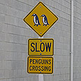 זהירות פינגווינים חוצים. לא מקורי