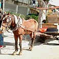 "אין צורך להצילם". סוס רתום לעגלת אלטעזאכן
