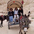 רתומים לחמורים בנחל אמציהו