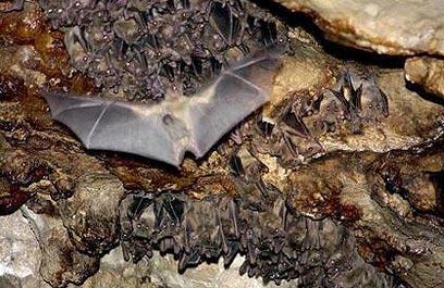עטלף במערת התאומים בנחל המערה (צילום: אבי אוחיון, לע"מ) (צילום: אבי אוחיון, לע