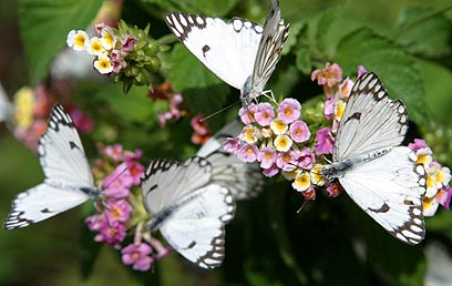 מחול הכלולות של הפרפרים (צילום: גלעד קוולרצ'יק) (צילום: גלעד קוולרצ'יק)